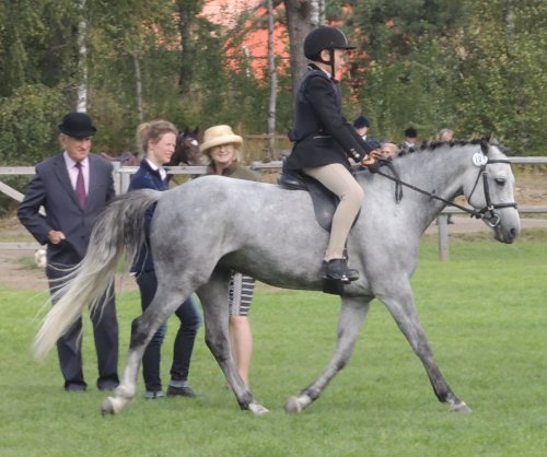 Aspencade hoppar