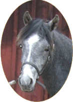 Kardel Adwen