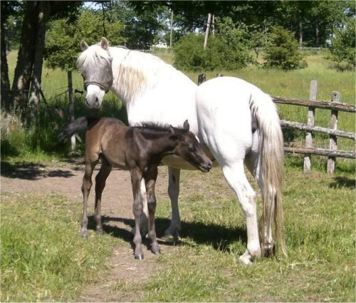 Aspen och Aktris i sommarhagen, juni