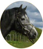 Kardel Aspencade