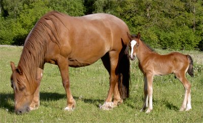 Dai p� bete med mamma Fairy
