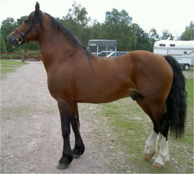 Leyeswick Dai RWD 14