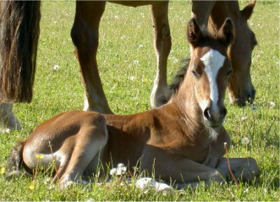 Dai vilar tryggt bredvid mamma