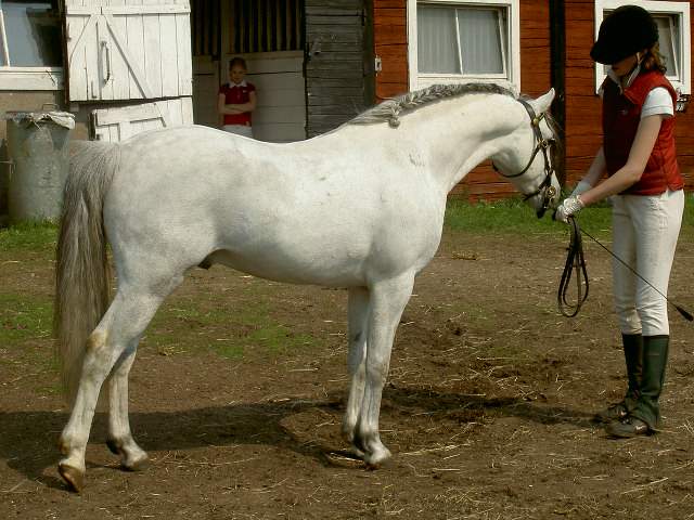 Downland Jaguar WSB 56685