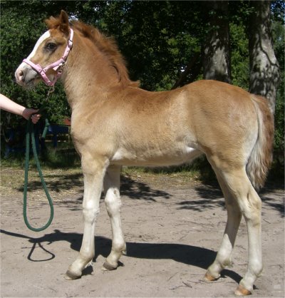Kardel Ffefryn 8 juli