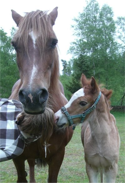 Amie och Ffefryn
