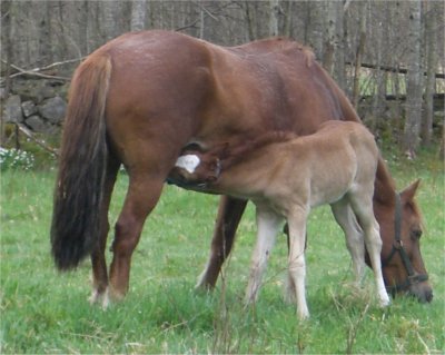 Fairy och Ffefryn