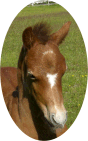 Kardel Alfred
