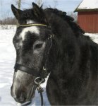 Kardel Aspencade