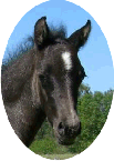 Kardel Aspencade
