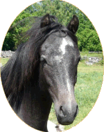 Kardel Aspencade