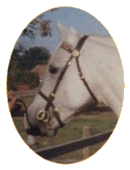 Paddock Camargue RW 91