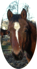 Kardel Lancelot