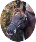 Downland Wild Fowler RW 117