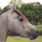 Zolero