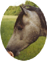 Zolero