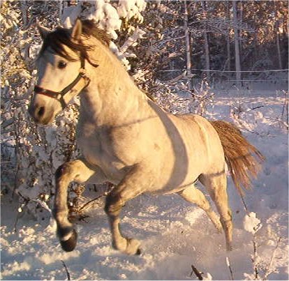 Jaguar ser inte Aktris!