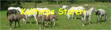 Kulltorps Stuteri