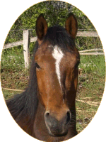 Kardel Lancelot