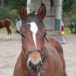 Kardel Lancelot