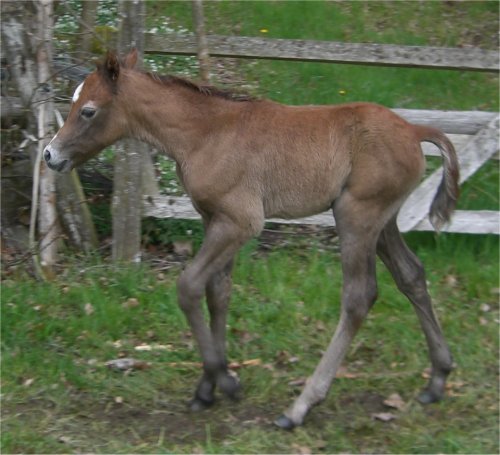Adwen
