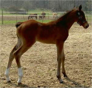 Lottas halvbror Arhults Macho (-06), e. Speyksbosch Dancer WPB 1