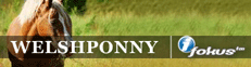 Welshponny i Focus