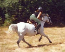 Zamba och Amie i full karriär